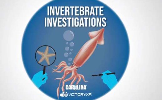 Oculus Quest 游戏《解剖模拟器 无脊椎动物》Dissection Simulator: Invertebrate Edition